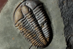 Conocoryphe sulzeri (Schlotheim 1823)