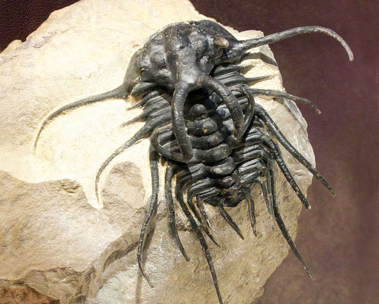 trilobite clandestiny trilobite clandestiny