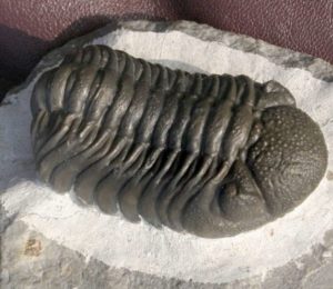 Phacopid Trilobite Morocops 